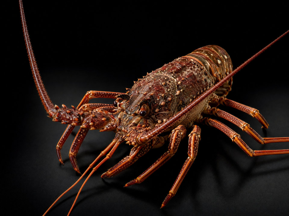 Mediterranean Spiny Lobster