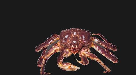 Live King Crab
