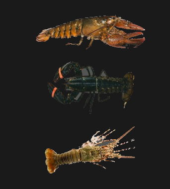 Live Lobster