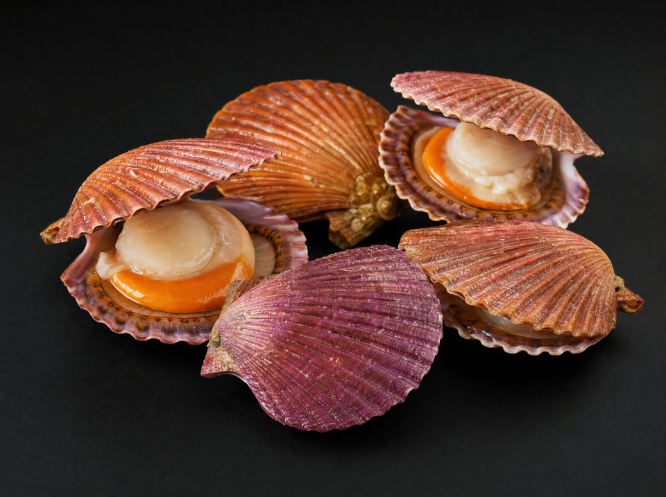 Live Queen Scallop