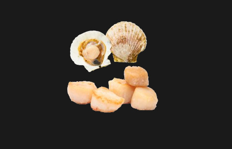 Scallops