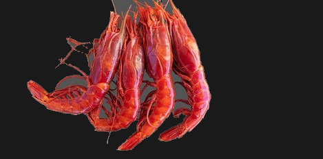 Carabineros Shrimp