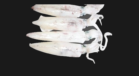 Squid