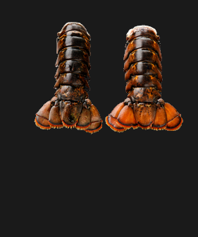 Lobster Tail