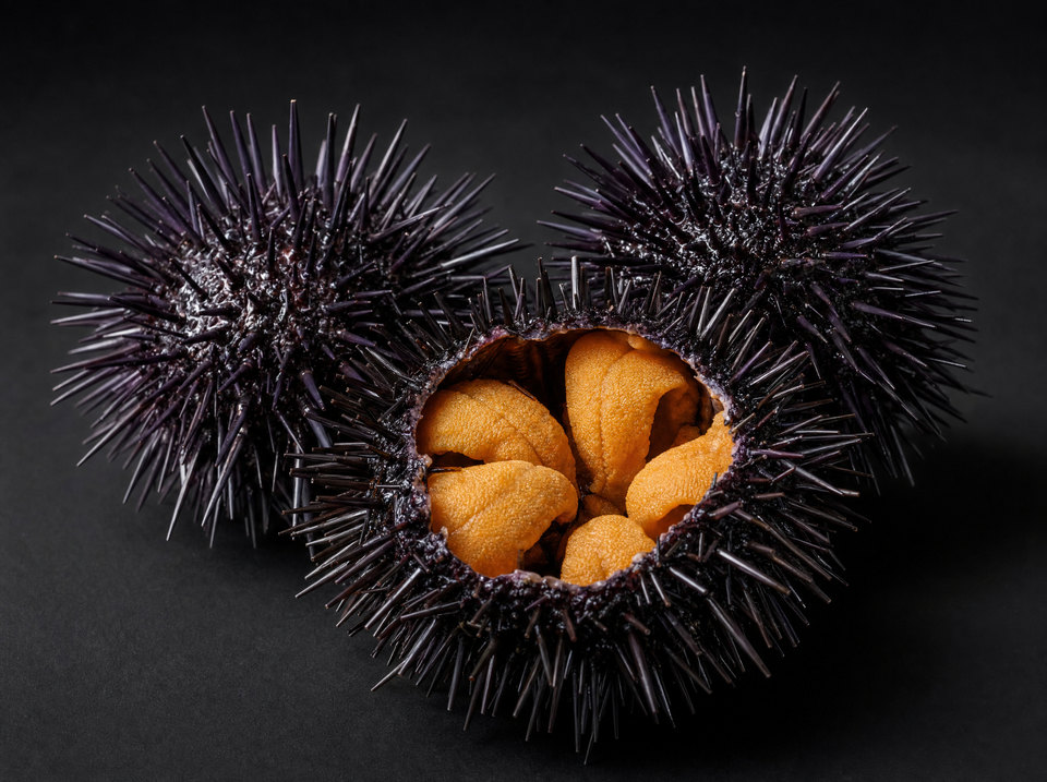 Live Sea Urchin